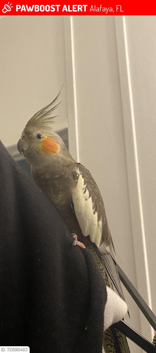 Lost Female Bird last seen Deerwood Comunity Orlando FL 32828, Alafaya, FL 32828