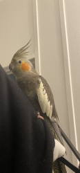 Lost Female Bird last seen Deerwood Comunity Orlando FL 32828, Alafaya, FL 32828
