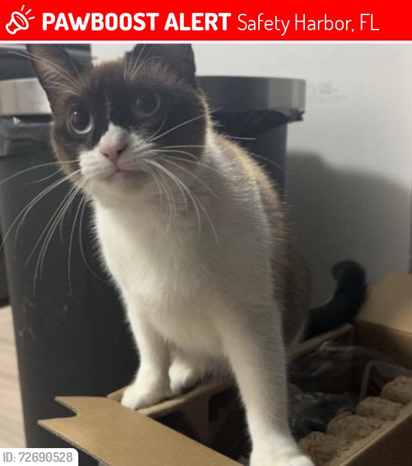 Lost Female Cat last seen Park at Torino Apt’s Philippe Pkwy, Safety Harbor, FL 34695