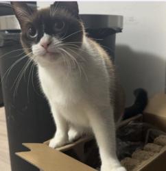 Lost Female Cat last seen Park at Torino Apt’s  Philippe Pkwy , Safety Harbor, FL 34695