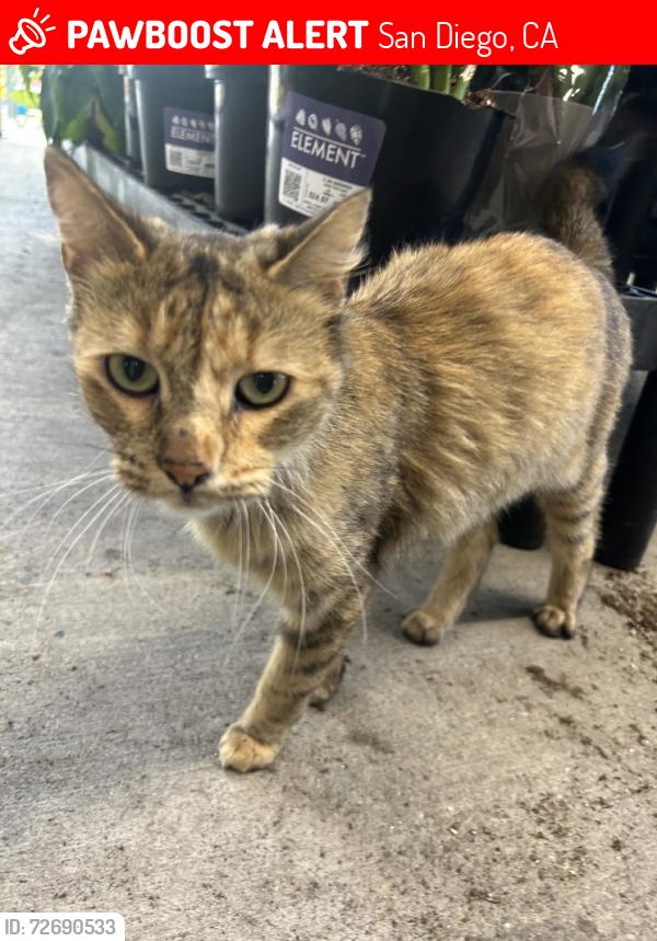 Lost Unknown Cat last seen Walmart on college, San Diego, CA 92115