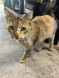 Lost Unknown Cat last seen Walmart on college, San Diego, CA 92115