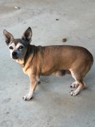 Found/Stray Unknown Dog last seen 281/Spring Branch Rd , Spring Branch, TX 78070