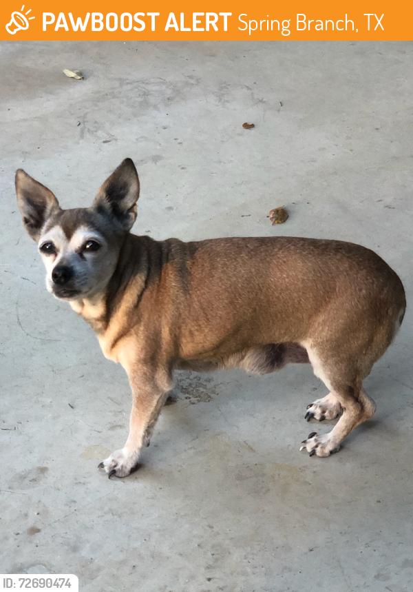Found/Stray Unknown Dog last seen 281/Spring Branch Rd , Spring Branch, TX 78070