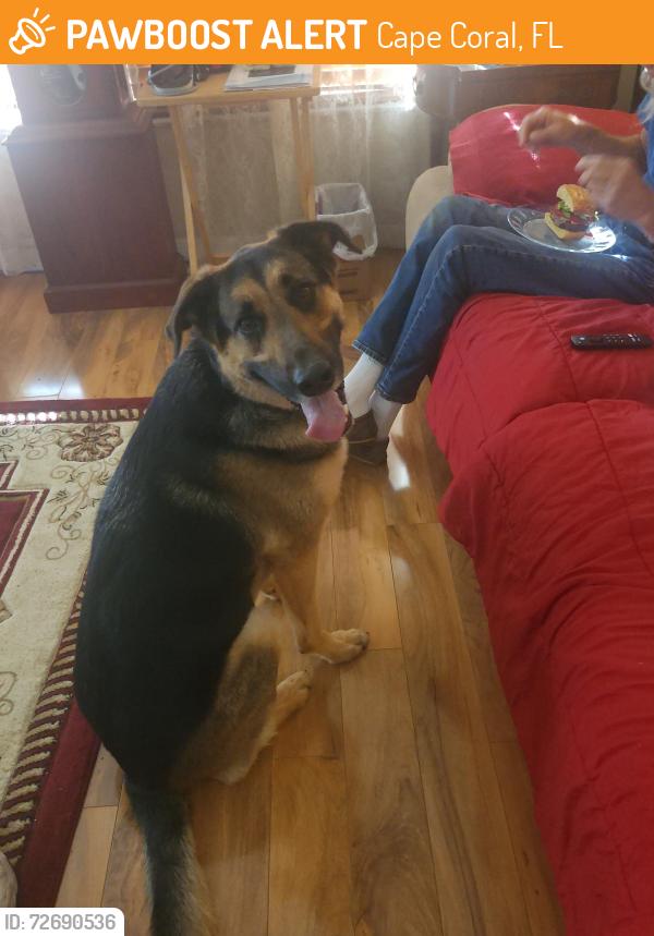 Found/Stray Male Dog last seen Gleason Pkwy & Santa Barbara Pl, Cape Coral, FL 33904