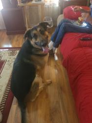 Found/Stray Male Dog last seen Gleason Pkwy & Santa Barbara Pl, Cape Coral, FL 33904