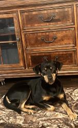 Lost Male Dog last seen Old Nashville hwy , Smyrna, TN 37167