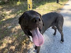 Found/Stray Male Dog last seen pace and heritage parkway, Palm Bay, FL 32907