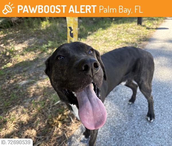 Found/Stray Male Dog last seen pace and heritage parkway, Palm Bay, FL 32907