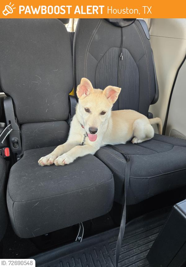 Found/Stray Unknown Dog last seen Randalls on San Felipe, Houston, TX 77056