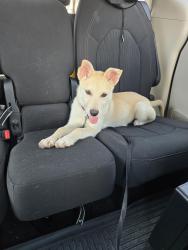 Found/Stray Unknown Dog last seen Randalls on San Felipe, Houston, TX 77056