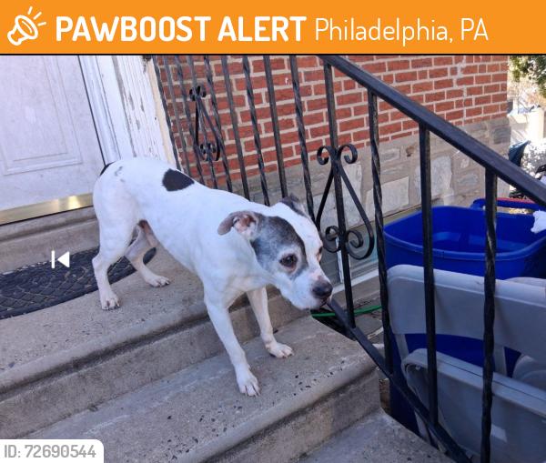 Found/Stray Unknown Dog last seen Philadelphia PA, Philadelphia, PA 19111