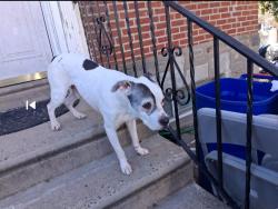 Found/Stray Unknown Dog last seen Philadelphia PA, Philadelphia, PA 19111