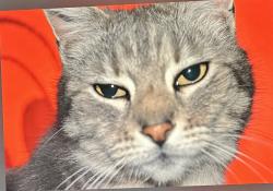 Lost Female Cat last seen Golf Dr, Spring Valley, CA 91977