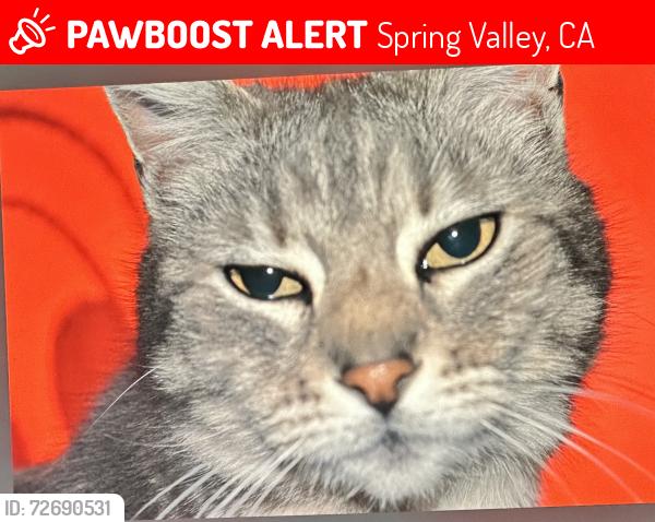 Lost Female Cat last seen Golf Dr, Spring Valley, CA 91977