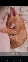 Lost Male Cat last seen Rua bruxelas jardim Colonia jacarei sp, Jardim Colonia, SP 12315-140