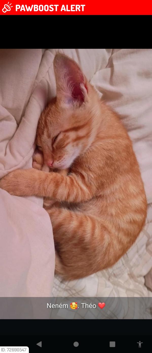 Lost Male Cat last seen Rua bruxelas jardim Colonia jacarei sp, Jardim Colonia, SP 12315-140
