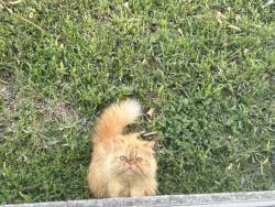 Lost Male Cat last seen Shary, Mission, TX 78572