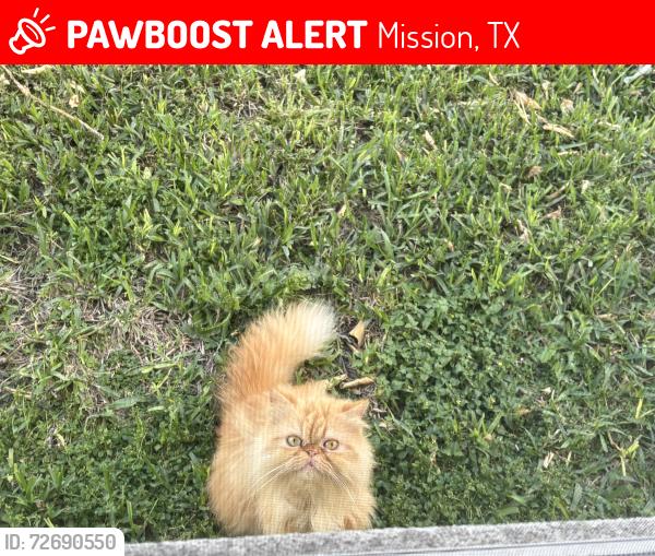 Lost Male Cat last seen Shary, Mission, TX 78572