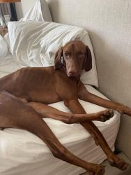 Lost Female Dog last seen Florence and Normandie , Los Angeles, CA 90047