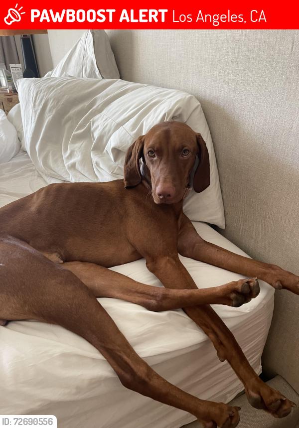 Lost Female Dog last seen Florence and Normandie , Los Angeles, CA 90047