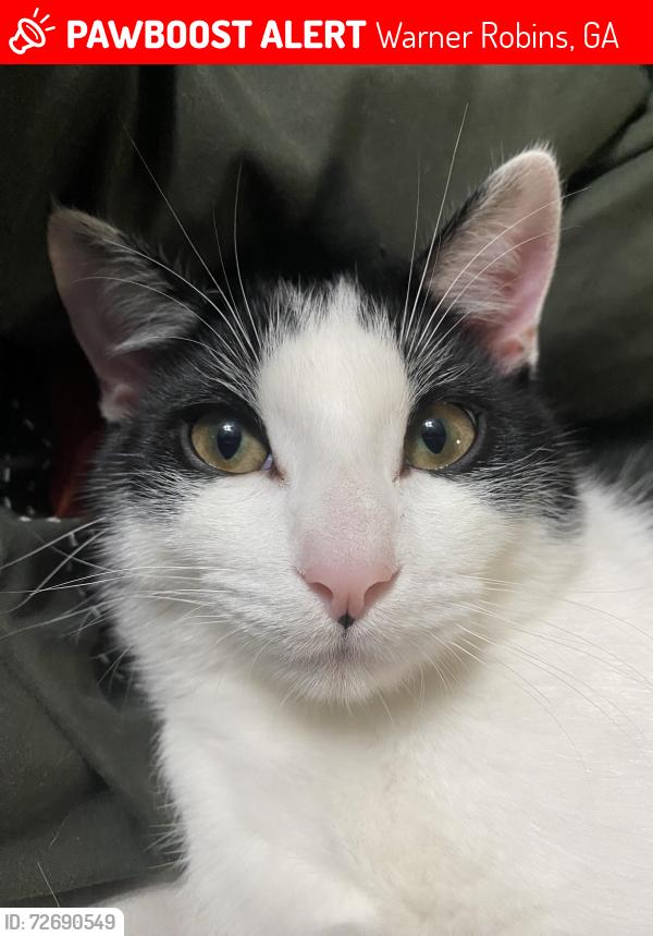 Lost Male Cat last seen Rose hill neighborhood , Warner Robins, GA 31088