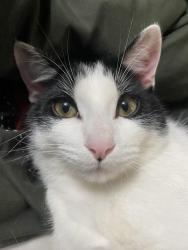 Lost Male Cat last seen Rose hill neighborhood , Warner Robins, GA 31088