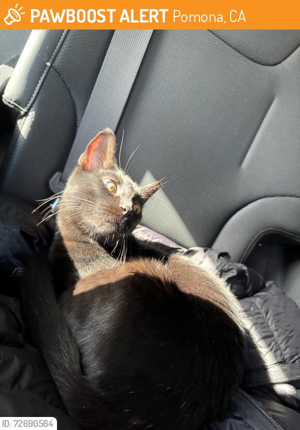 Found/Stray Female Cat last seen By chargers, Pomona, CA 91766