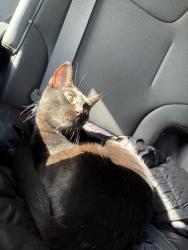 Found/Stray Female Cat last seen By chargers, Pomona, CA 91766