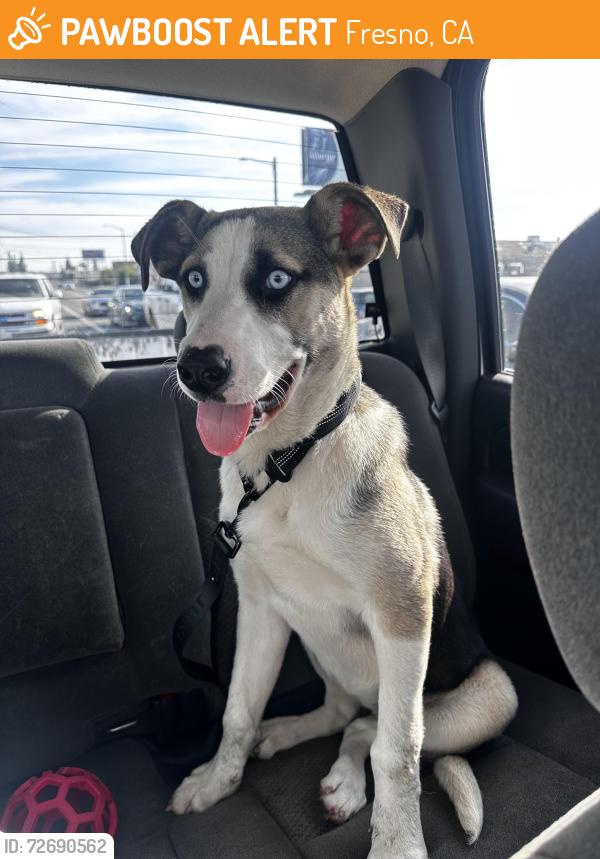 Found/Stray Female Dog last seen Near E Cesar Chavez Blvd Fresno, CA 93727 United States, Fresno, CA 93727