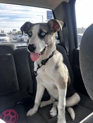 Found/Stray Female Dog last seen Near E Cesar Chavez Blvd Fresno, CA 93727 United States, Fresno, CA 93727