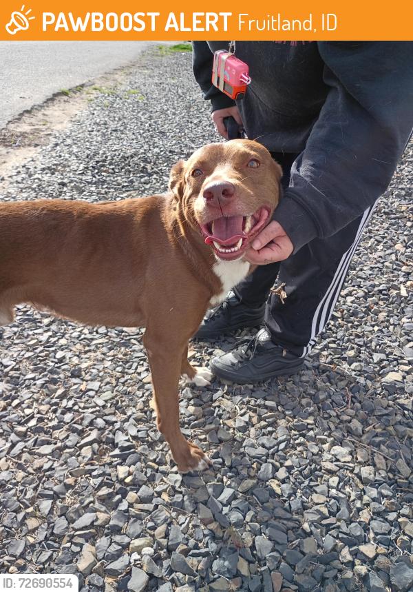 Found/Stray Male Dog last seen Nw 3rd St , Fruitland, ID 83619