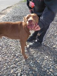 Found/Stray Male Dog last seen Nw 3rd St , Fruitland, ID 83619