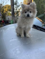Lost Male Dog last seen On sixth st and B st in chino area, Chino, CA 91710