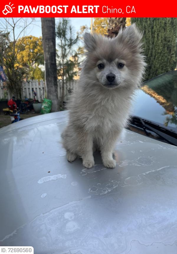 Lost Male Dog last seen On sixth st and B st in chino area, Chino, CA 91710