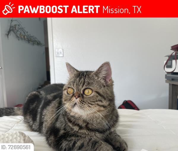 Lost Male Cat last seen Shary, Mission, TX 78572