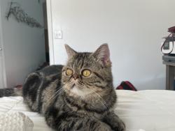 Lost Male Cat last seen Shary, Mission, TX 78572