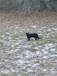Found/Stray Male Cat last seen Lydia rd Spring Hill florida, Spring Hill, FL 34609
