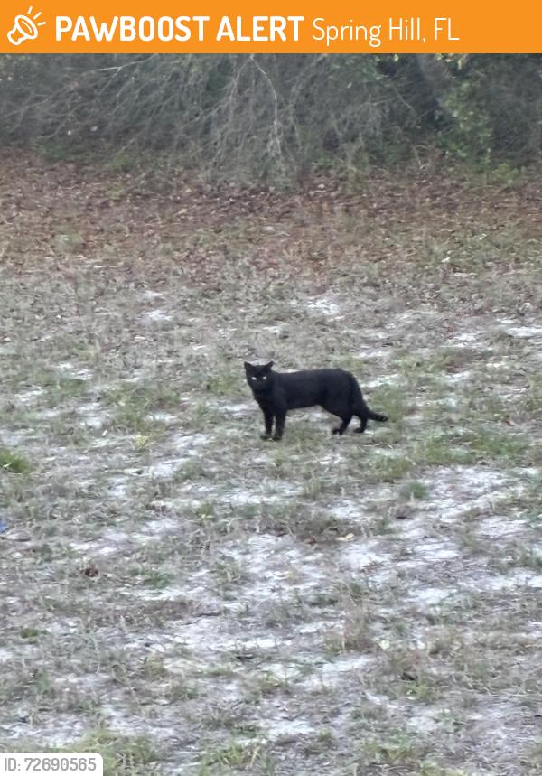 Found/Stray Male Cat last seen Lydia rd Spring Hill florida, Spring Hill, FL 34609
