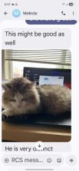 Lost Male Cat last seen NE 20th Ave. Across from Safeway and Kaiser, Vancouver, WA 98686