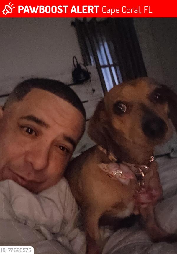 Lost Female Dog last seen 39th st and sw 5th pl, Cape Coral, FL 33914