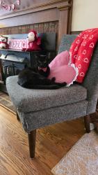 Lost Male Cat last seen Misty Oak Dr and Soma Ct in Wood Valley, Raleigh, NC 27613