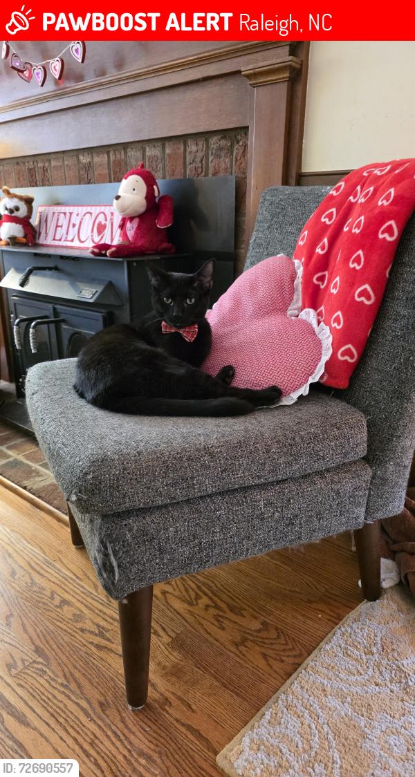 Lost Male Cat last seen Misty Oak Dr and Soma Ct in Wood Valley, Raleigh, NC 27613