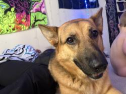 Lost Female Dog last seen Bell rd , Phoenix, AZ 85023