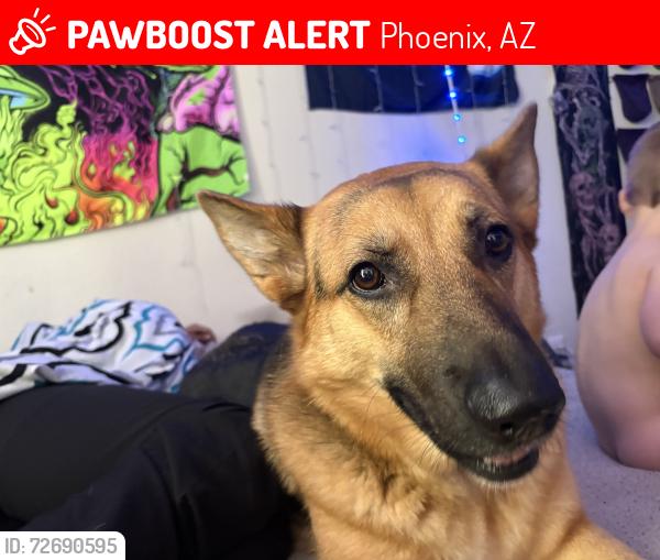 Lost Female Dog last seen Bell rd , Phoenix, AZ 85023
