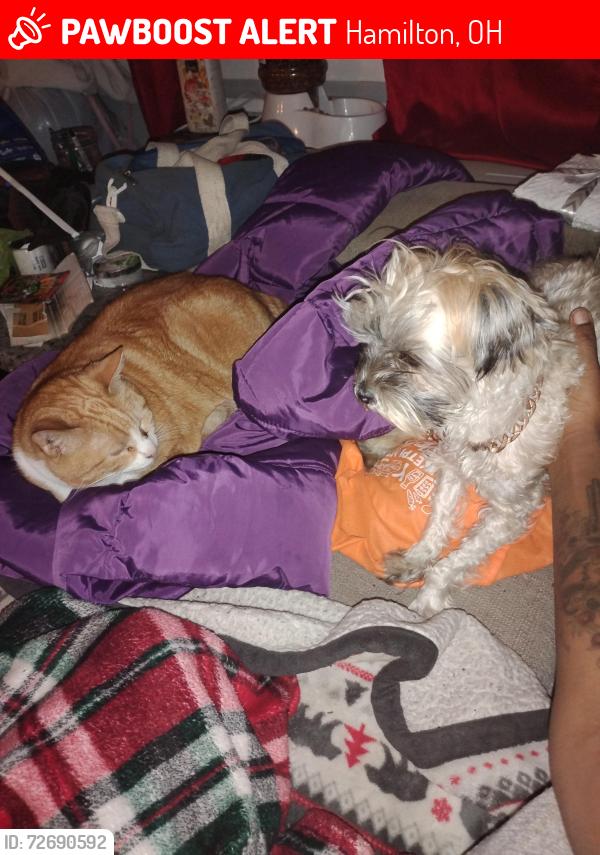 Lost Male Dog last seen Pleasant Ave, Hamilton., Hamilton, OH 45015