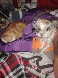 Lost Male Dog last seen Pleasant Ave, Hamilton., Hamilton, OH 45015