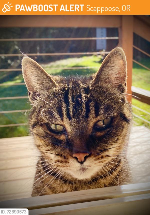 Found/Stray Unknown Cat last seen Skyline Blvd and Rocky Point Rd Intersection, Scappoose, OR 97056