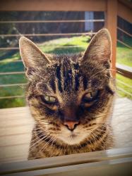 Found/Stray Unknown Cat last seen Skyline Blvd and Rocky Point Rd Intersection, Scappoose, OR 97056