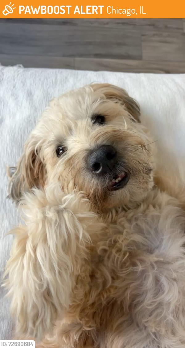Found/Stray Male Dog last seen Chicago, Chicago, IL 60602